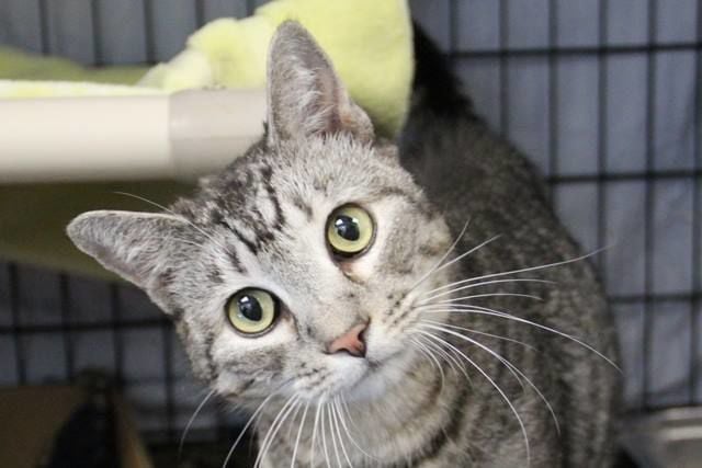 Adopt a friend: Loki